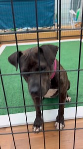 FOSTER OR ADOPTER NEEDED FOR THIS SWEET GIRL! 🐾🐕🐶 Meet Sasha, the sweetest, smartest, goofiest, most playful, bravest, and friendliest dog you'll ever meet. Sasha is working on her barrier frustration and doing great! Sasha is full of life and love. She ended up at the shelter, ready to share her love and joy with a family. Sasha's playful, independent spirit, combined with her goofy humor, makes her the perfect companion. She's so smart as you can see in the video and always up for an advent