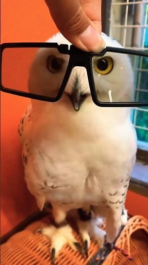 Discovered the Most Beautiful Owls EVER! 🦉 You HAVE to See This