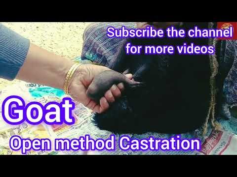 #goat castration /veterinary video / open #method ‪@Dr.Goat143‬ ‪@VetpetandCattle‬ ‪@THEPETVISION‬