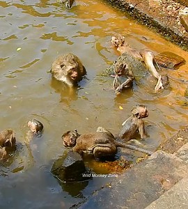 11 reactions | Pool hunting party, Amber collect many in side, so happy to cold down | Wild Monkey Zone | Facebook