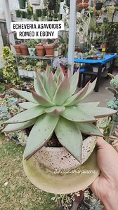 🆔: Echeveria Agavoides Romeo x Ebony #bikolanahardinera #Plantas #succulentgarden #succulents #succulentsofinstagram #plantsofinstagram #plantsmakepeoplehappy #succulentlove #succulentcollection | Bikolanahardinera