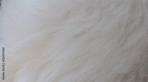 beautiful abstract beautiful white fur background texture close-up