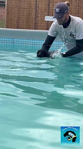 11K views · 449 reactions | Turbo puppy swimming from marvellous cocker spaniel Maeve  | Canine Dip and Dive Maldon | Facebook