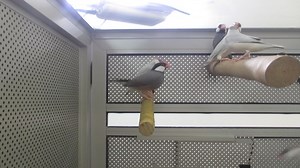 #E Java Sparrow - JS #M Pipit Java - Finch #C 文鸟 1. English Please...