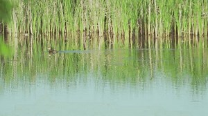 Red Necked Grebe Podiceps Grisegena Swims Stock Footage Video (100% Royalty-free) 3920635401 | Shutterstock