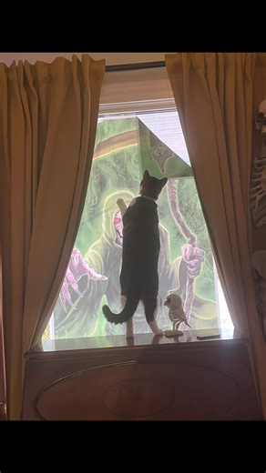 No window decorations for Mia! #kitten #halloween #spookydecor