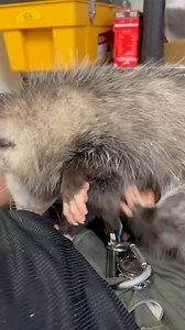 Opal the opposum cleaning up after lunch. | Cincinnati Zoo & Botanical Garden