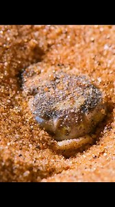 13K views · 85 reactions | Desert rain frogs need their sleep 殺 | Atish e Ishq | Facebook