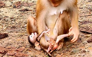 1K views · 45 reactions | Pitiful newborn Brady cry Mommy remove test a lone | Monkey Mister | Facebook