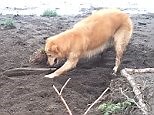 Dopey dog tries to bury a stick with his nose but gets nowhere | Daily Mail Online