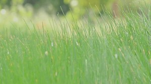 Une espèce de Cyperaceae, une famille : vidéo de stock (100 % libre de droit) 3940374627 | Shutterstock