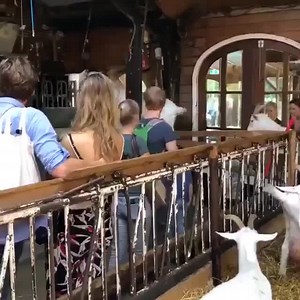 Amazing as milking goats. | Property Bees Real Estate