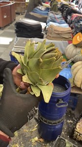 We’re harvesting artichoke hearts with @devrim_ada36 💚🔪 Would you try it? 🤷🏽‍♂️ | Foodporn Eats