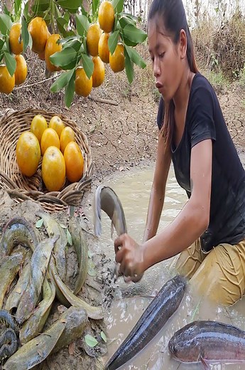 Survival Skill- Catching fish in the mud & Pick oranges fruits - Grilled fish salt chili for lunch | CHEF GIRL