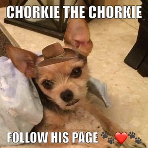 1.8K views · 46 reactions | With the waggely tail ❤️ | Chorkie The Chorkie | Facebook