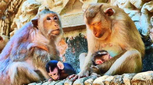 6.1K views · 129 reactions | Update... After giving birth, both newborn baby monkey & Mum youngly are t+ir-ed, baby sleeps well | Monkey Video | Facebook