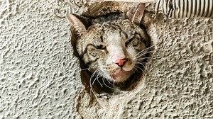 37K views · 959 reactions | A Curious Cat Head Stuck in a Tiny Hole in the Wall #CatStuck #CatStuckInHole #CatRescue | Star Network Rescue | Facebook