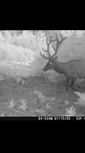 5K views · 47 reactions | The big bulls are nearly fully grown now! #trailcamnut #elk #hunting #elkhunting #trailcam #stealthcam | Trail Cam Nut | Facebook
