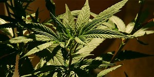 Indica vs sativa - perbedaan dan perbandingan - Blog 2026