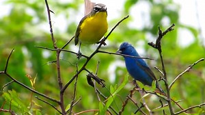 Yellow breasted chat singing (Icteria virens) Canada, Mexico, Central America. | BIRDS & Nature