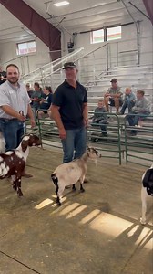 Adult Goat Show at the Washington County Fair 2024 The Fair Board has brought back the Adult Shows, that will follow after each show. Find a fair participant and have them give you some pointers and ask to borrow an animal and you can show an animal at the Washington County Fair. | Living In The News .Com