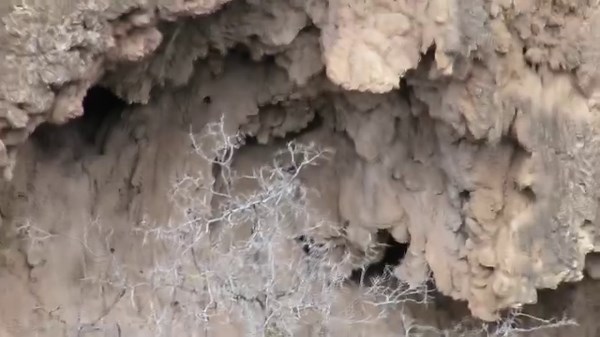 Surveyors Confronted by Bigfoot Intimidation Display on the Mogollon Rim #mogollonrim #mogollonmonster #monster #sasquatch #bigfoot | Rocky Mountain Sasquatch Organization