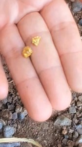 5.3K views · 55 reactions | Wow two gold nuggets in one hole. #metaldetecting #goldnuggets #treasure | GO finder | Facebook