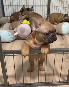 15K views · 1.1K reactions | We Frenchi gang  . . Join us  French Bulldog Club for more, . . #frenchbulldog #frenchie #dog #cute #funny #mycutestfrenchie #dogphotography #petsofinstagram #yourdailyfrenchies #frenchielover #funnydog | French Bulldog Club | Facebook