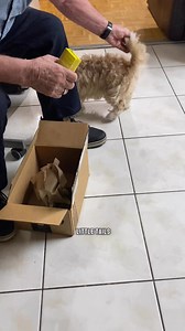 This is what I ordered from Amazon. | Mike the shihtzu