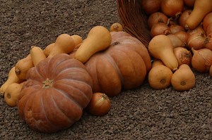 Squash Resistant to Squash Vine Borer