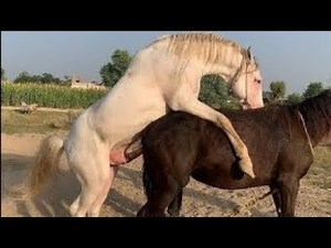Powerful Horse Breeding | Natural Stallion & Mare Mating Process | Horse Farm Life