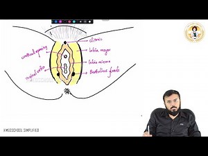 72. Vulva Anatomy Explained 💡 | Surface Landmarks & Structures for MBBS, NEET PG, USMLE