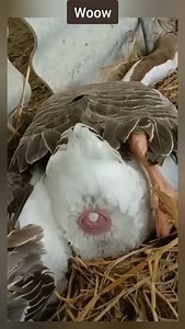 How goose 🪿 lay eggs 🥚 👍 | Batshonline