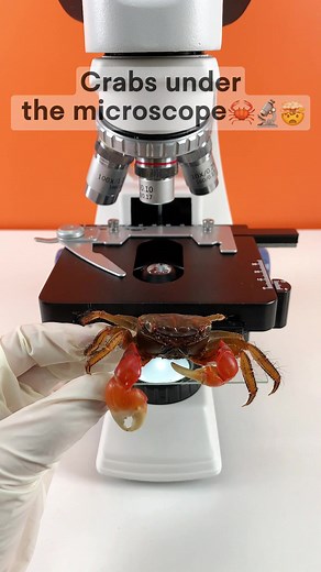 Would you still eat a crab after seeing it magnified 100 times?#undermicroscope #fyp #microscope #tiktok