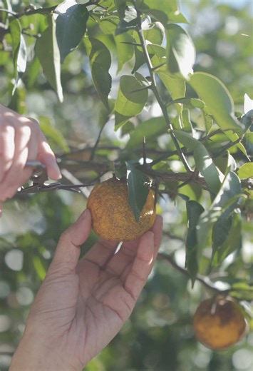 忘れ柚子の琥珀色ぽん酢 『異国生まれの、和を彩る柑橘のしずく』 ぽん酢の語源は、オランダ語の
