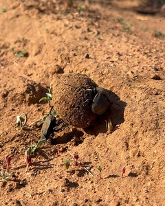 Mongena Private Game Reserve on Reels