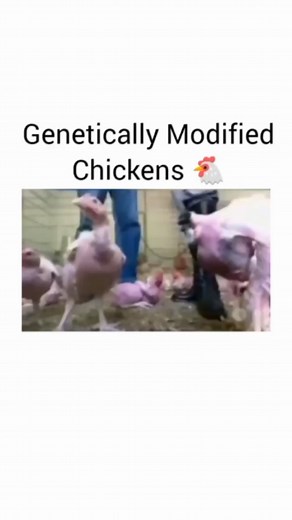 Hairless Chicken? What are your thoughts about this? click link in my bio and order from BlackVeganShop.com and FOLLOW @BlackVeganShop Subscribe To Youtube for Exclusive Content link in bio 📌DM for Credit. (No copyright interferential intended) 🔗 All rights reserved to the respective owner(s). | Black Vegan Tube