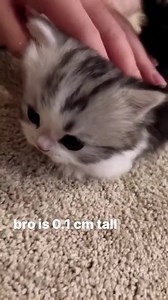 He stopped downloading at 5%. 🤭 #Tinykitty #CatLove | CatLove