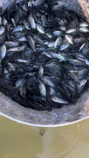 15K views · 134 reactions | Monosex tilapia fish farming... | Anamul Fish Farm | Facebook