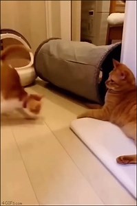 Jumpy cat is jumpy | 4GIFs.com