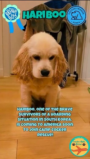 Meet Hariboo, just a youngster puppy (the guess is six months?). This adorable boy is about to arrive to California to join Camp Cocker Rescue. He was rescued from a breeder/hoarder situation by our amazing rescue partners at Cocker Friends Korea (aka the “cocker moms”). He is not yet on our website so anyone who has been looking for a cocker spaniel puppy should act fast and get your adoption applications in at: CampCocker.com/adoptionprocess Spread the word for this adorable puppy monkey! #Com