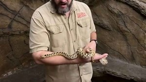 gopher snake (bullsnake) facts!