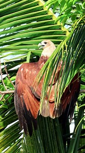 Brahminy kite | 𝐍𝐚𝐭𝐮𝐫𝐞 𝐏𝐡𝐨𝐭𝐨𝐬 𝐁𝐨𝐨𝐤