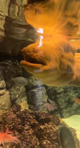 Swimming into a wonderful Zoo day with Banner! The green moray eel species can often be found hanging out in crevices and holes, and these incredible swimmers can go forward as well as backward. You can visit Banner in the Warm Rocky Shore habitat as you first enter Sobela Ocean Aquarium! | Kansas City Zoo & Aquarium