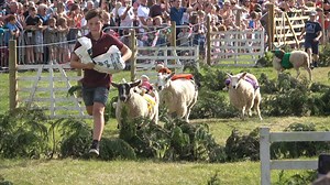 1K views · 18 reactions | The bizarre annual Frampton sheep race took place in Gloucestershire on Saturday afternoon. The annual fixture was attended by hundreds of locals and even included a 'human sheep race' where men and women don sheep costumes and jump over hedges. | Urban Pictures UK | Facebook