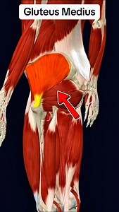 126K views · 1.1K reactions | Gluteus medius #muscle #anatomy 例‍♂️ | Dr. Ishtiaque Arafat | Facebook