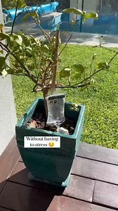 Plant Watering Device, Indoor and Outdoor drip Irrigation kit System with Adjustable Control Valve Switch https://amzn.to/41n9gSx | How To Make