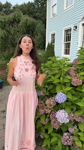 82K views · 995 reactions | Wondering when and how to prune your macrophylla hydrangea plants? Clearing up some commonly asked questions! #Gardening | Blueacre Garden | Facebook