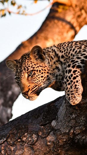 BIG 5 AFTERNOON GAME DRIVES 🐾🌍🇿🇦 5 - 10 PEOPLE On your Afternoon game drive in Balule Nature Reserve your Tambuzi Safaris representative will meet you at your accommodation or meeting point. The duration of this safari is 3 - 4 hours. Starting Times 15:00 - 18:00 INCLUDED ▪️Vehicle ▪️Guide ▪️Fuel ▪️Mineral water ▪️Light snacks Part of @krugersafaricollection Please contact our office for availability: Email: info@krugersafaricollection.com Mobile: 27 66 535 9254 WhatsApp: 27 66 535 9254 #gam