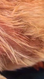 1.1K views · 13 reactions | Jeyes fluid doggy not doing well ... | Oudtshoorn Dogs in Need | Facebook